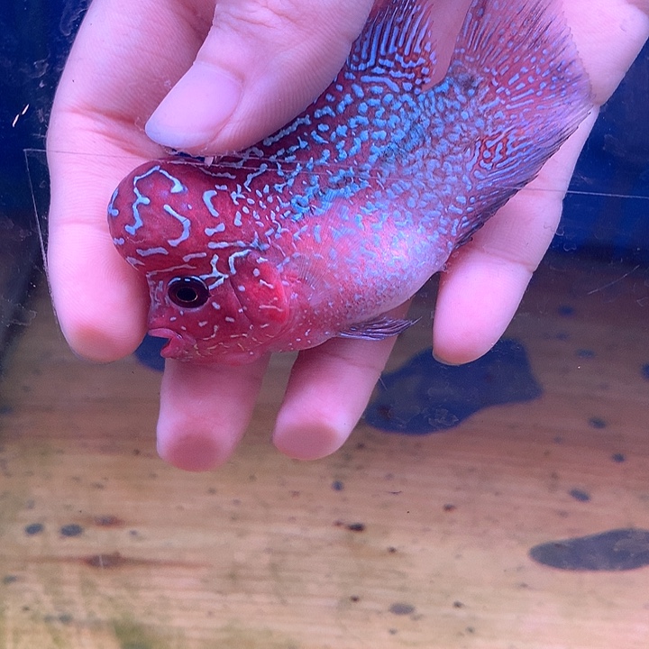 小***哥罗汉鱼珍珠8888888888