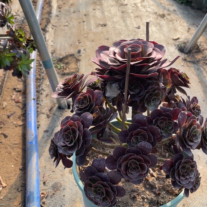 魅金多肉植物多肉多肉29