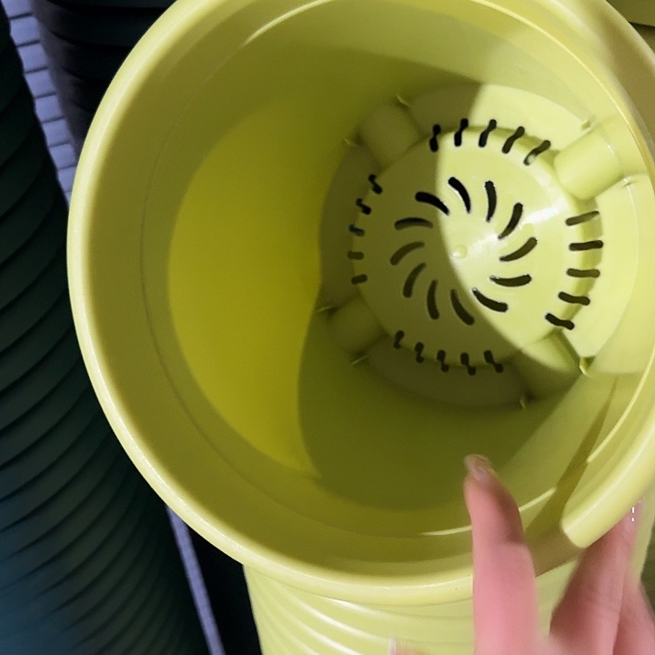 四季4号果绿无托10个特价