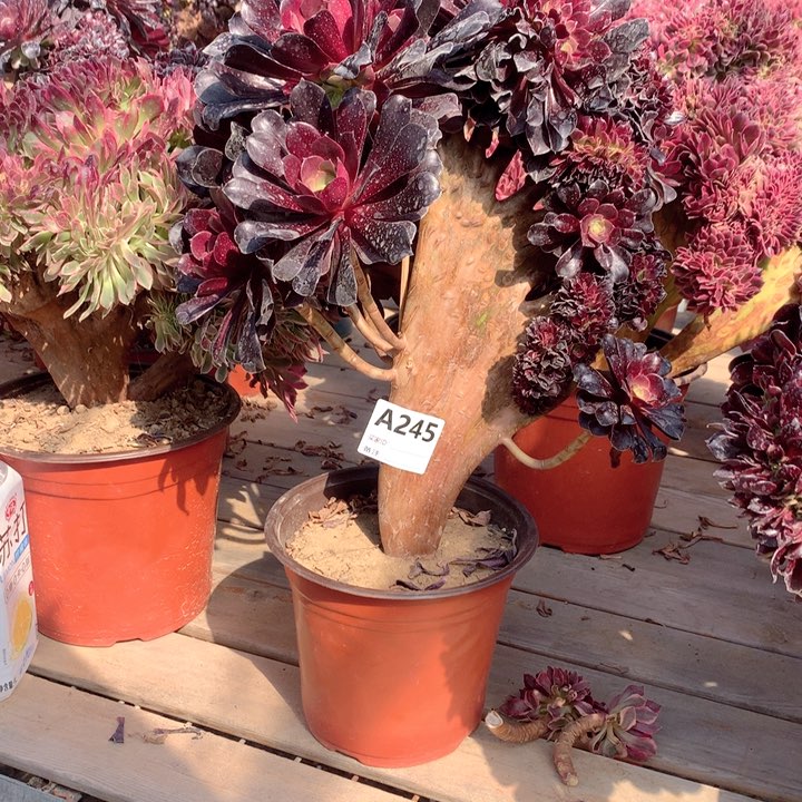 245欧紫缀多肉法师