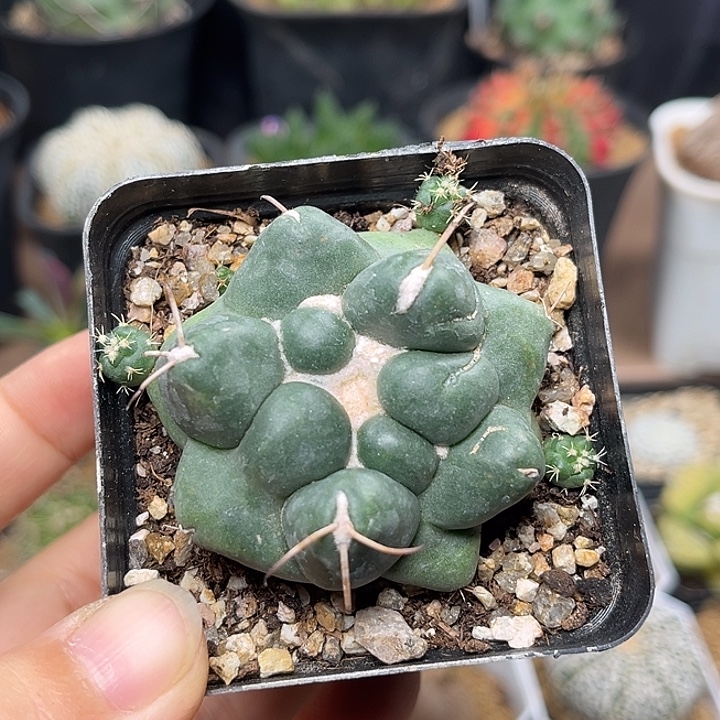 无花朵蜘蛛之眼自根球一颗