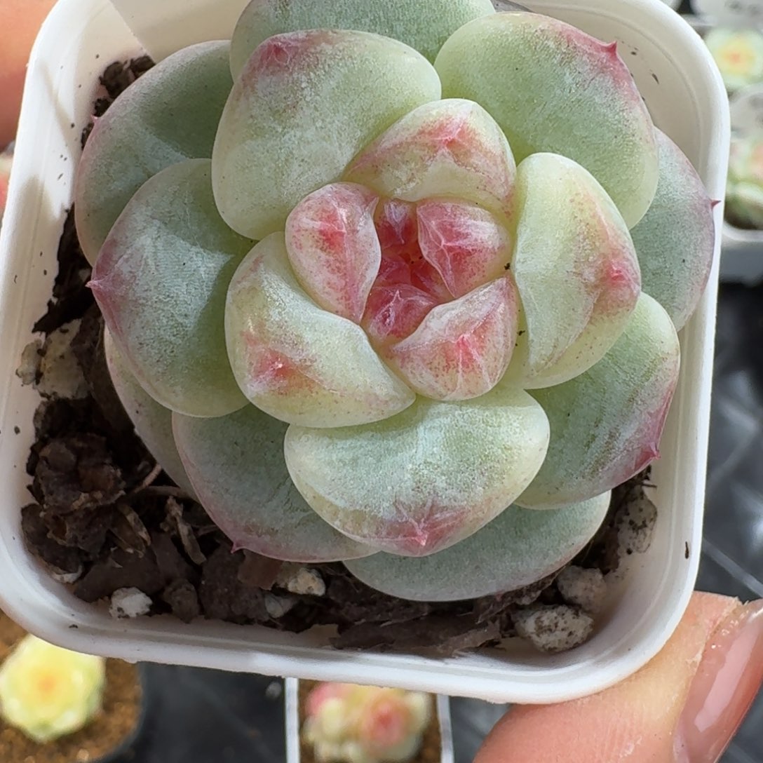 1126-90-软陶单头