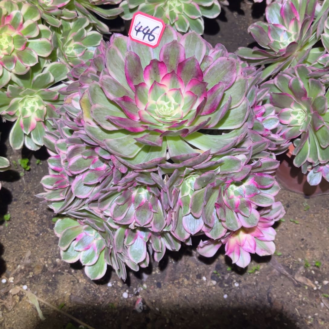 446多肉植物孔雀翎