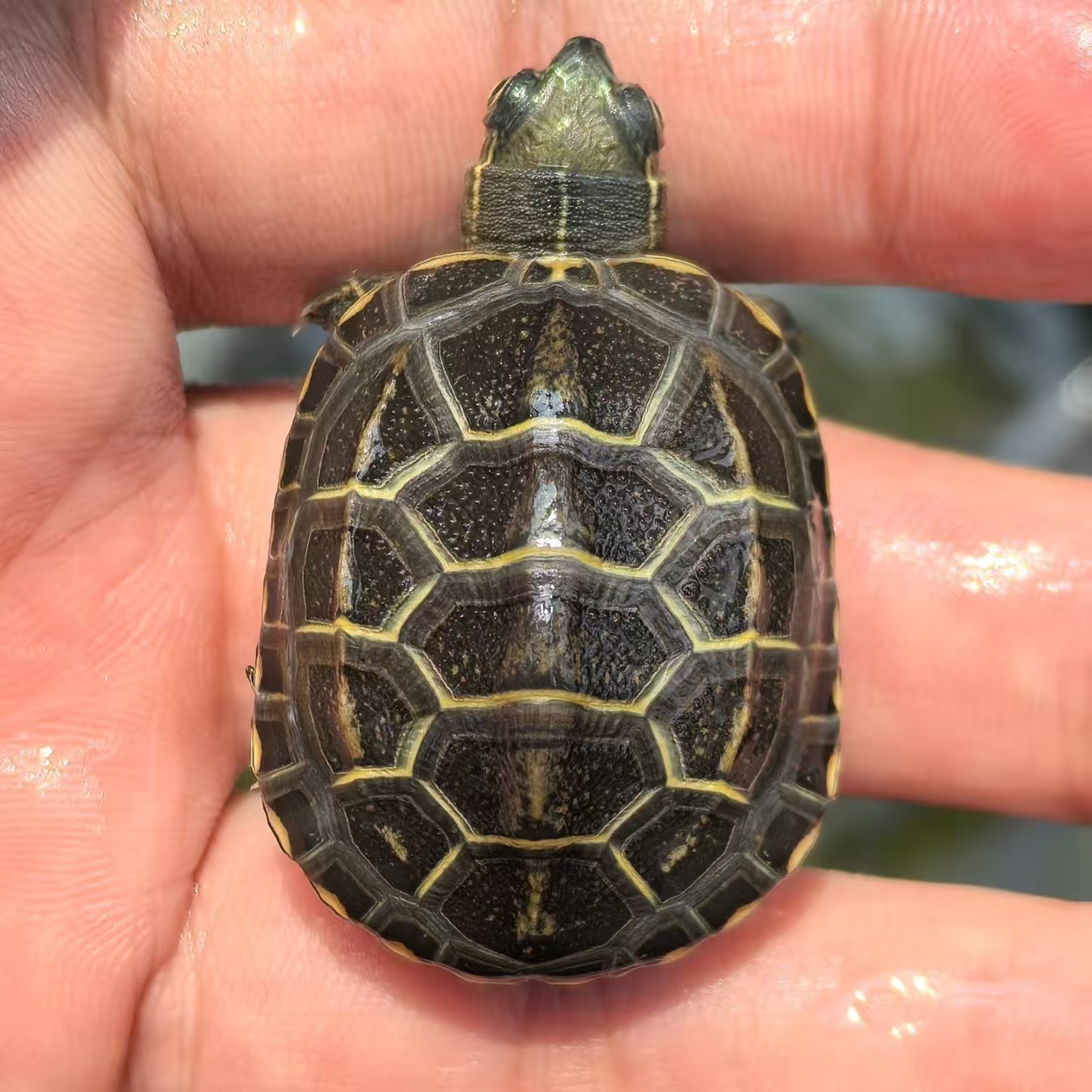 纯种苏北金线草龟