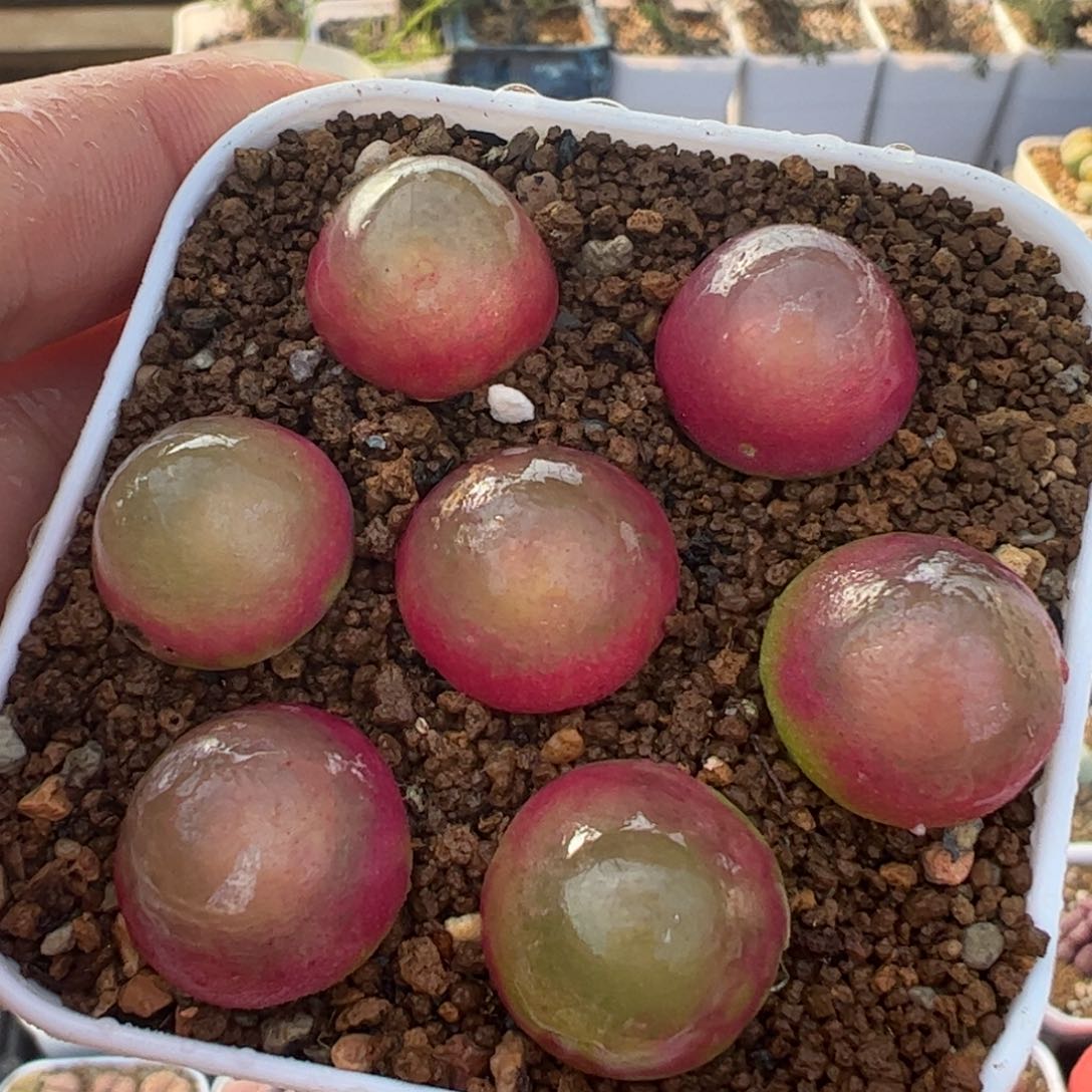 7棵母本带盆多肉植物百科