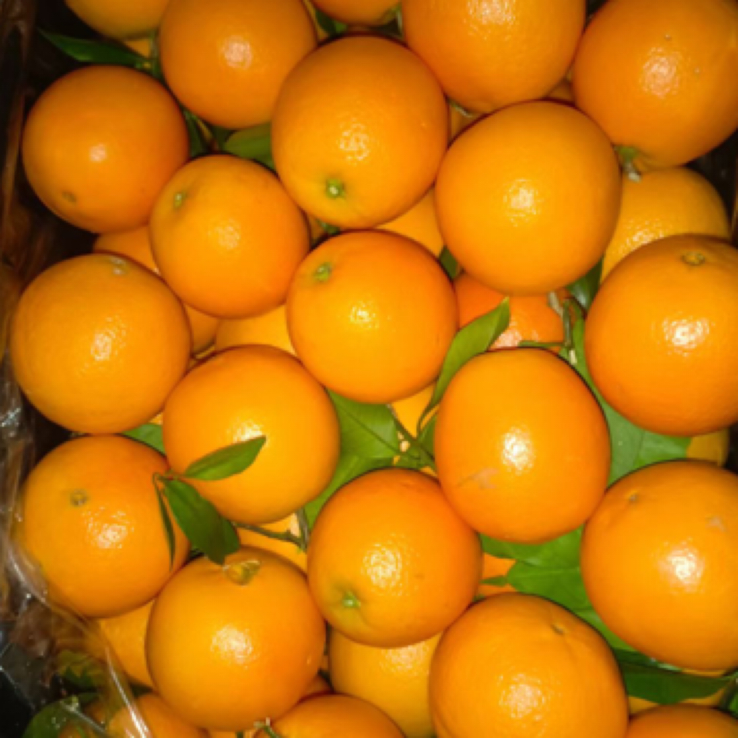 赣州济橙  中果 5斤江西省