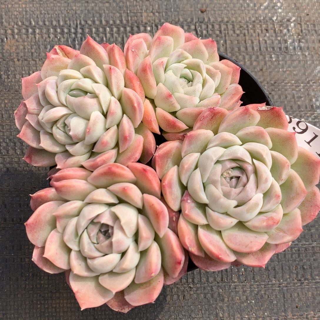 8911杂交多肉植物基地