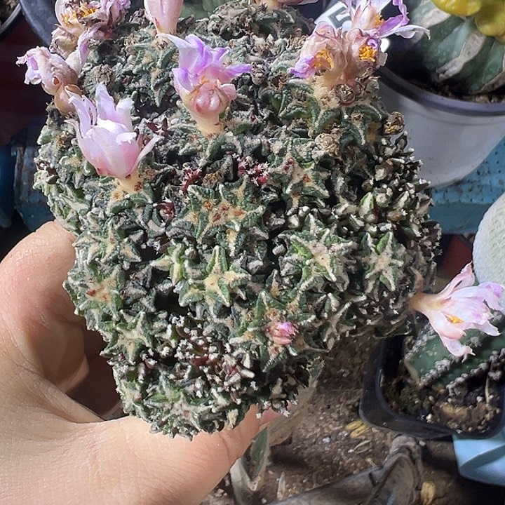 姬牡丹群038仙人球开花