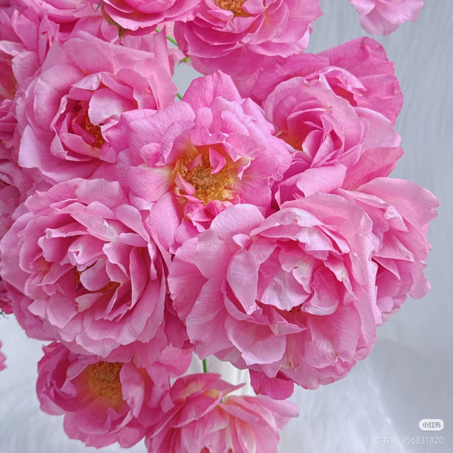 【粉红克拉克】玫瑰2单正价包邮，偏远地区有运费 云南鲜花直发