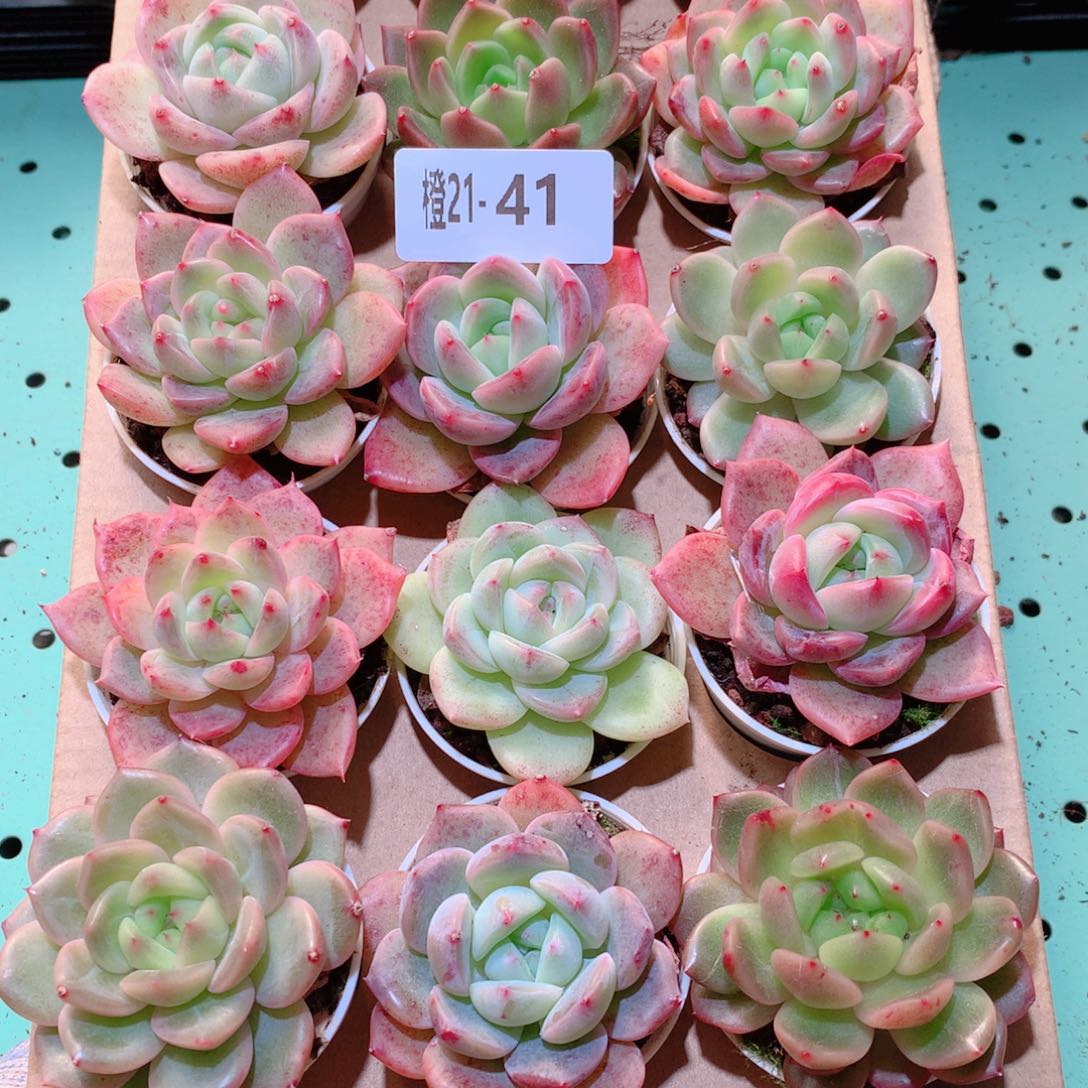 21-41一物一拍多肉带盆18颗