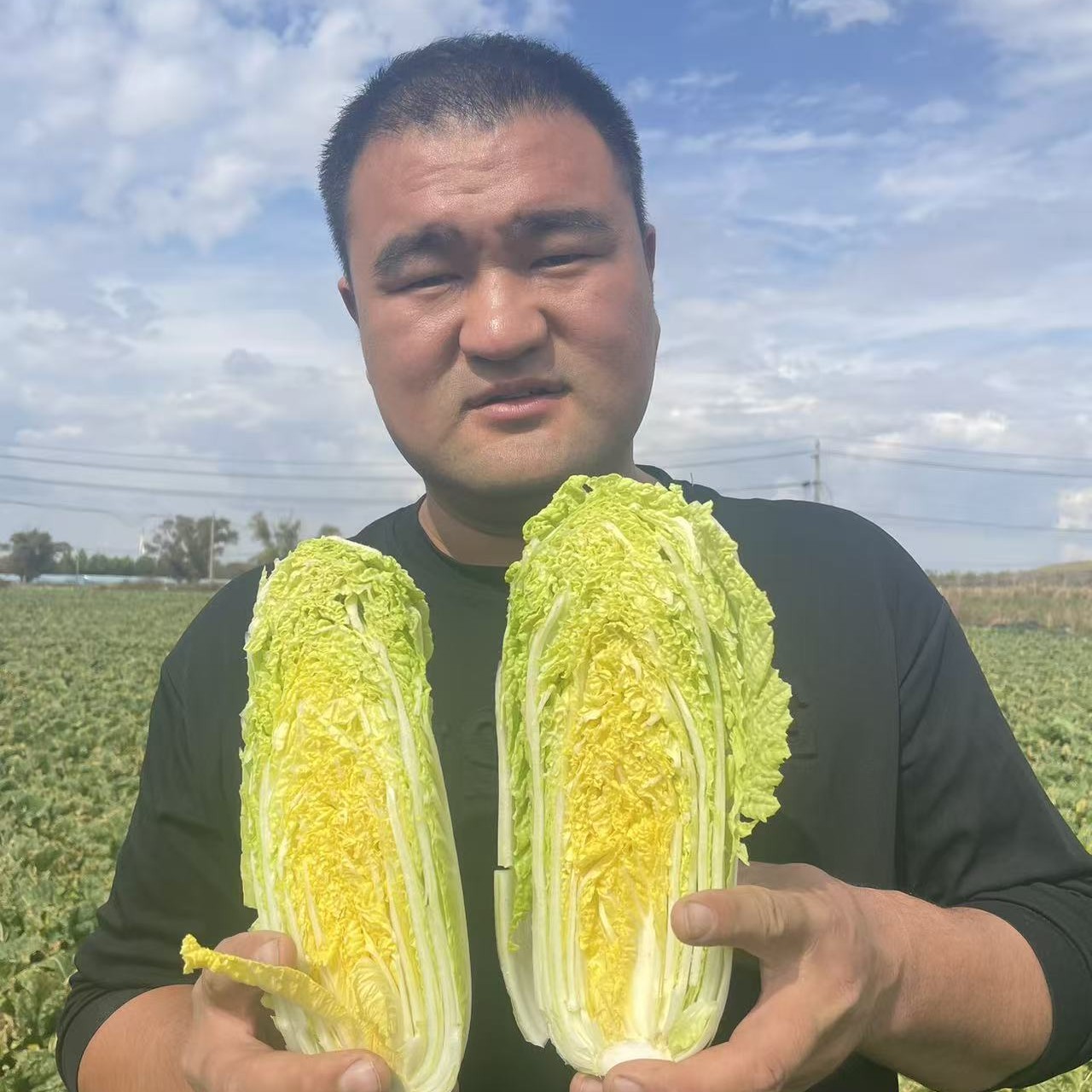 【现砍现发】露天霜打新鲜娃娃菜黄心小白菜火锅菜5斤装，9斤装