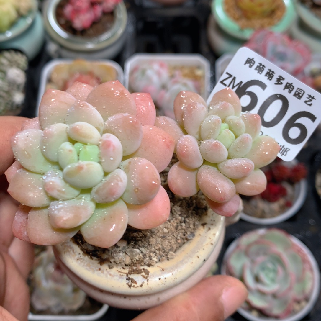 5CM拇指盆精控多肉ZM606