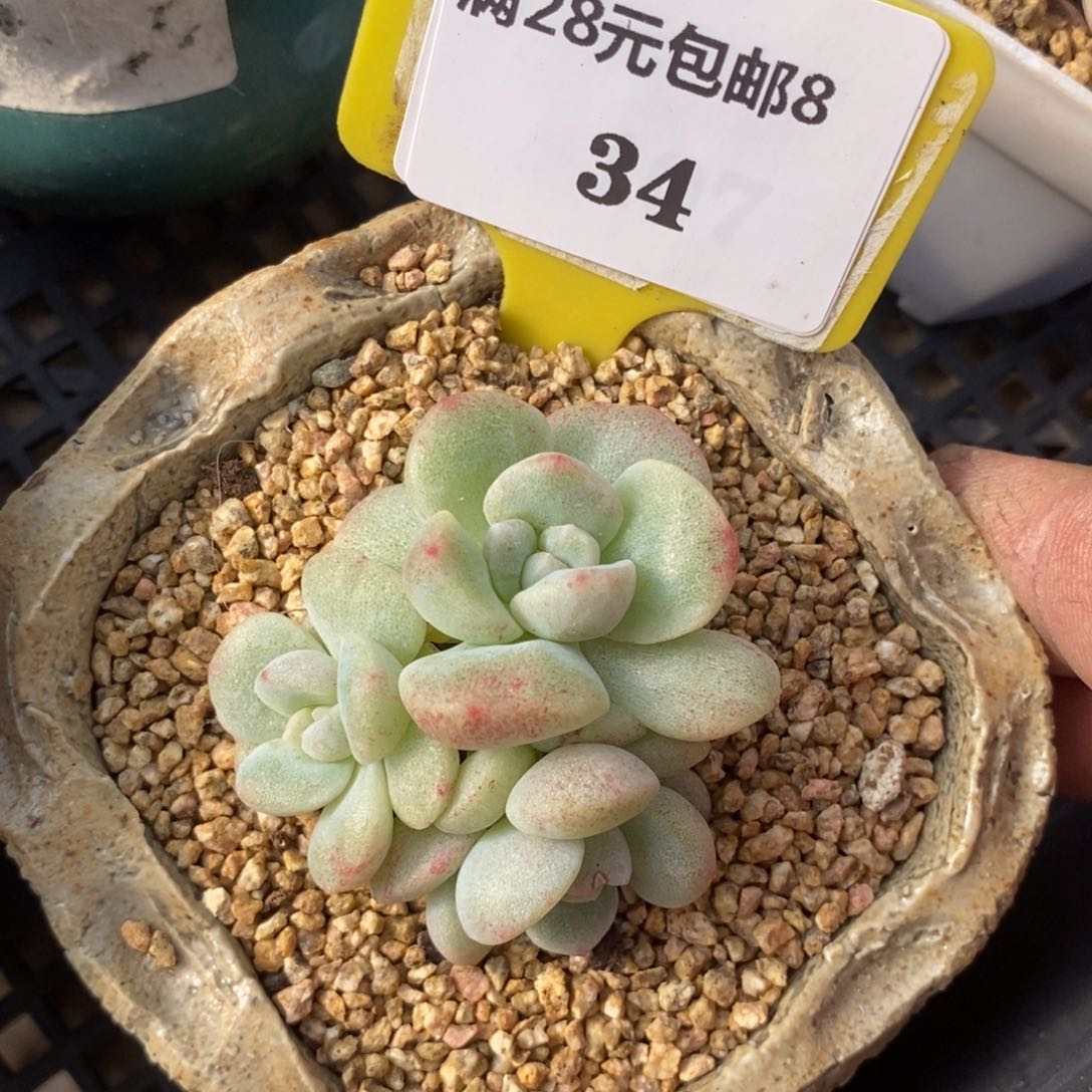 8134冰玉石化三头趴地多肉