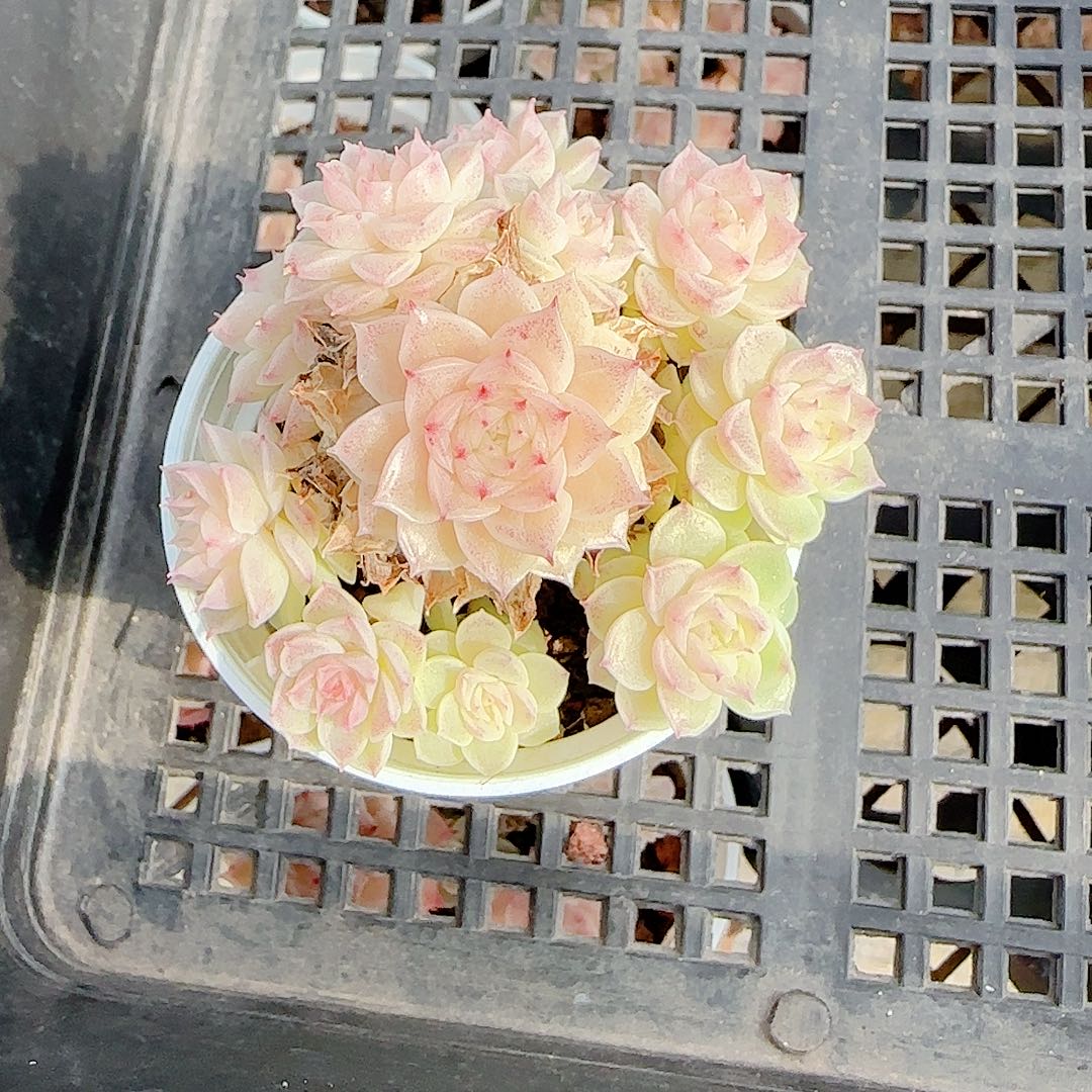 霜***霜0102-72（ttp-207）优选