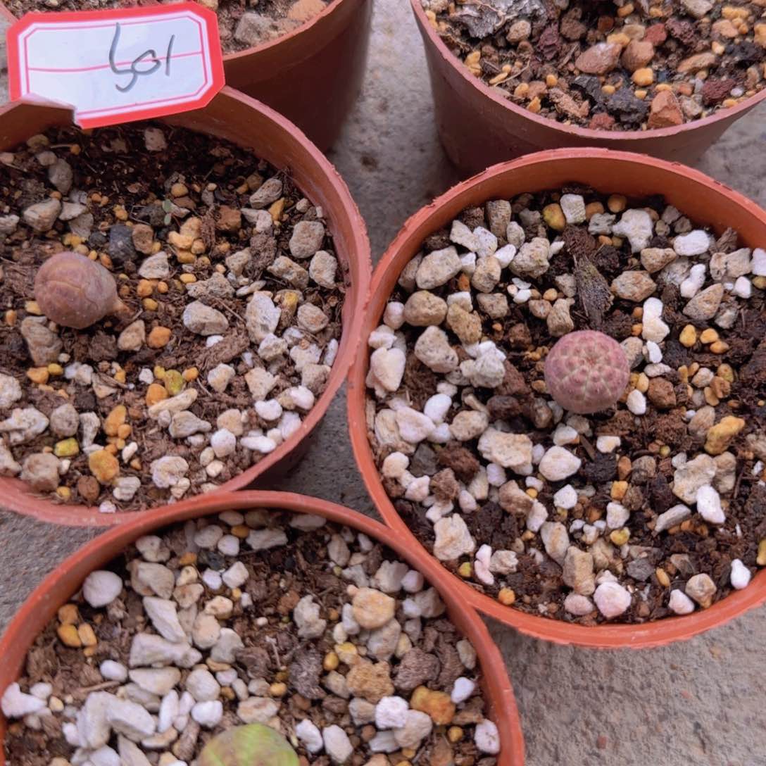 假**笑块根植物块根植物