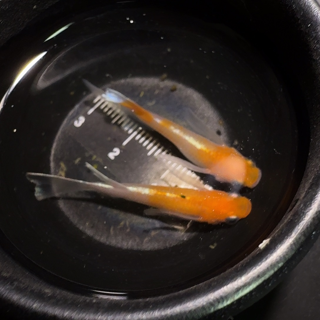 青鳉鱼一物一拍293