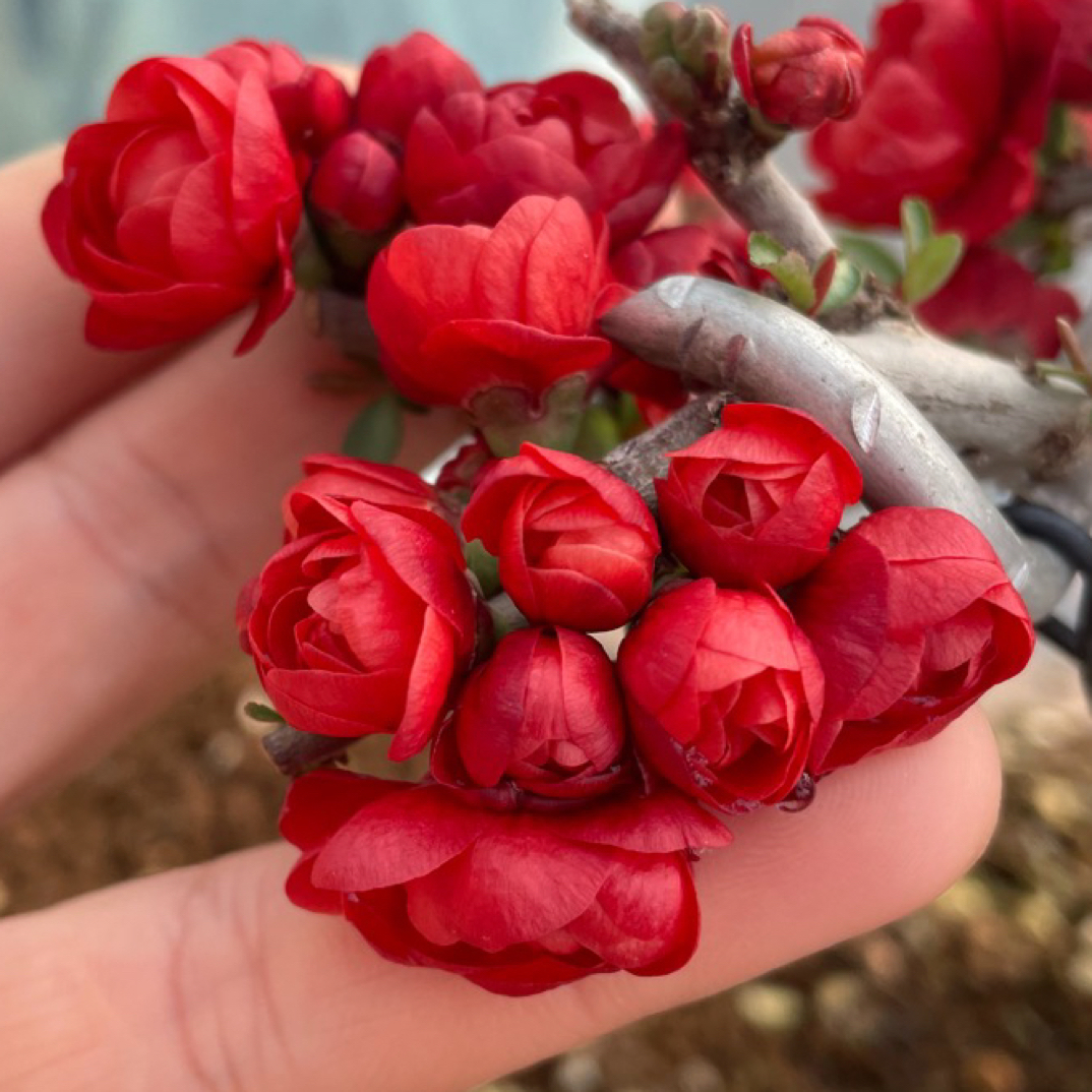 日本进口姬小町重瓣长寿梅名贵品种原生一物一拍