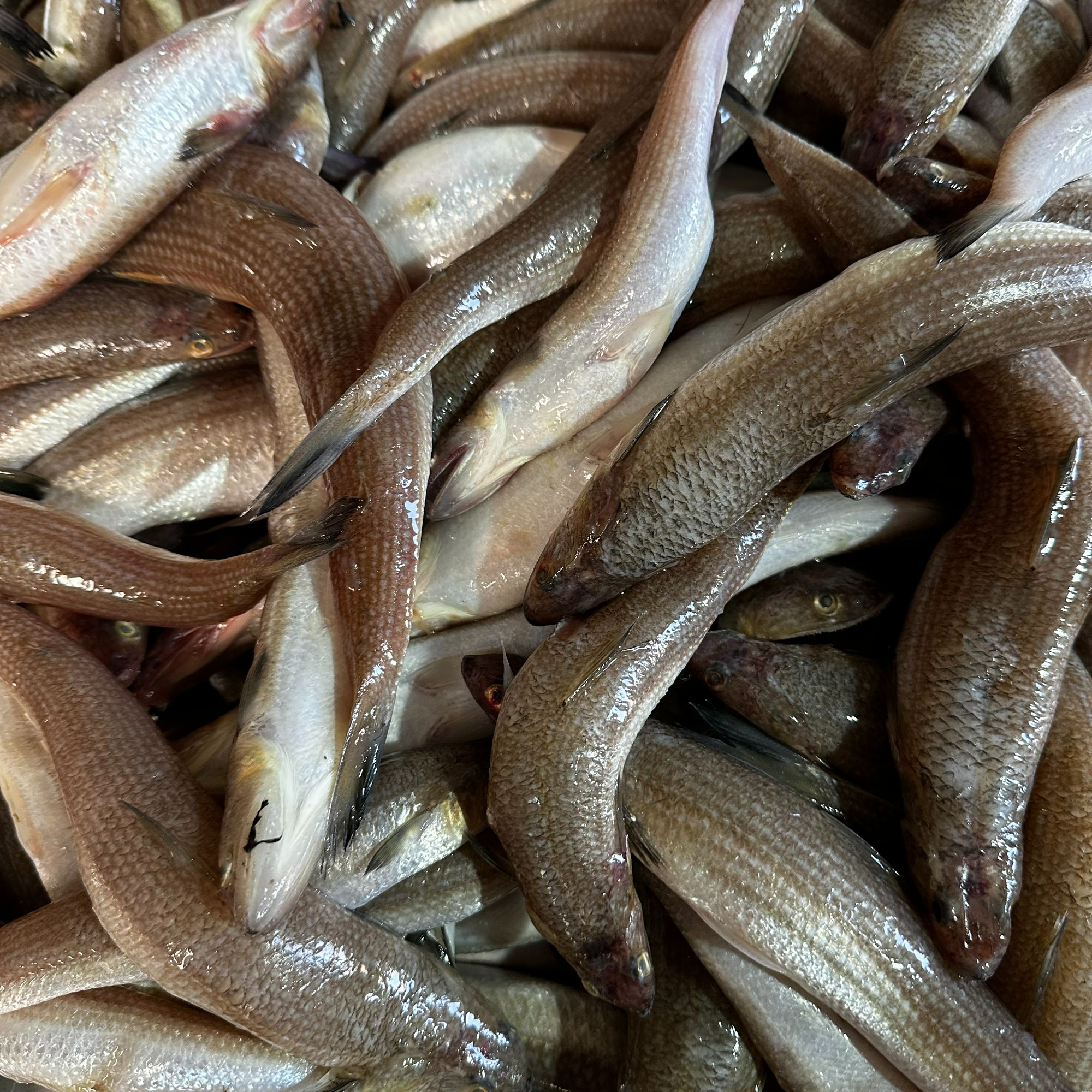 香梭鱼  山东日照 顺丰包邮