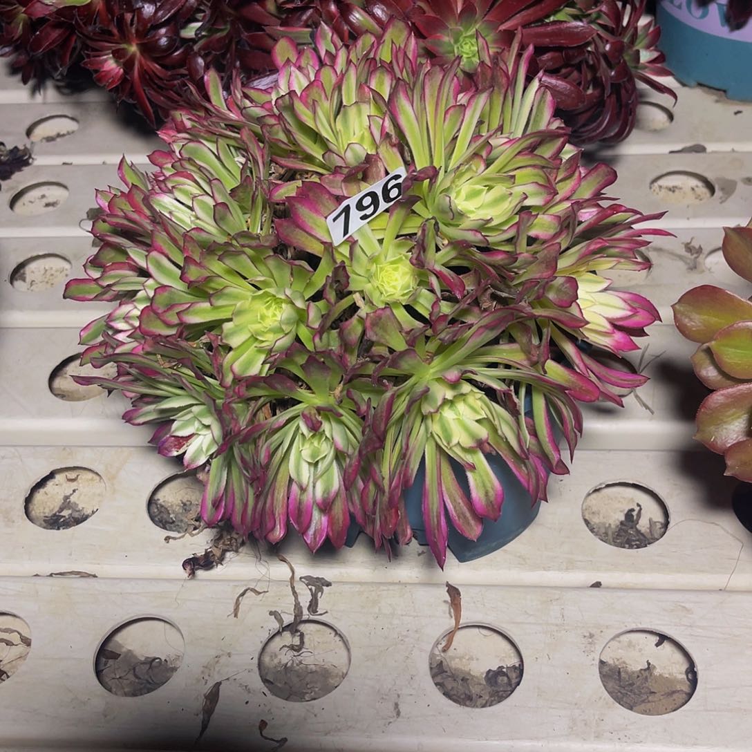 法师法师7/-36包邮法师