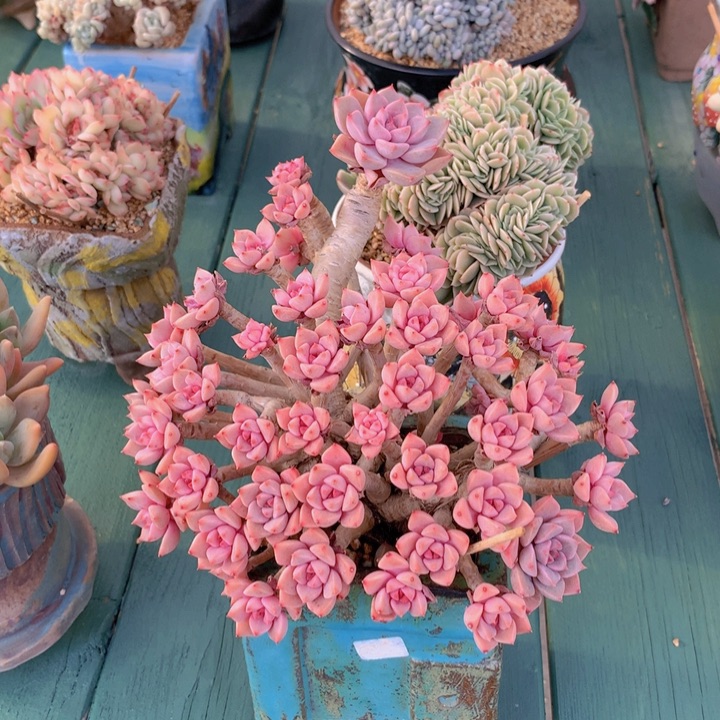 红粉佳人老庄群很仙