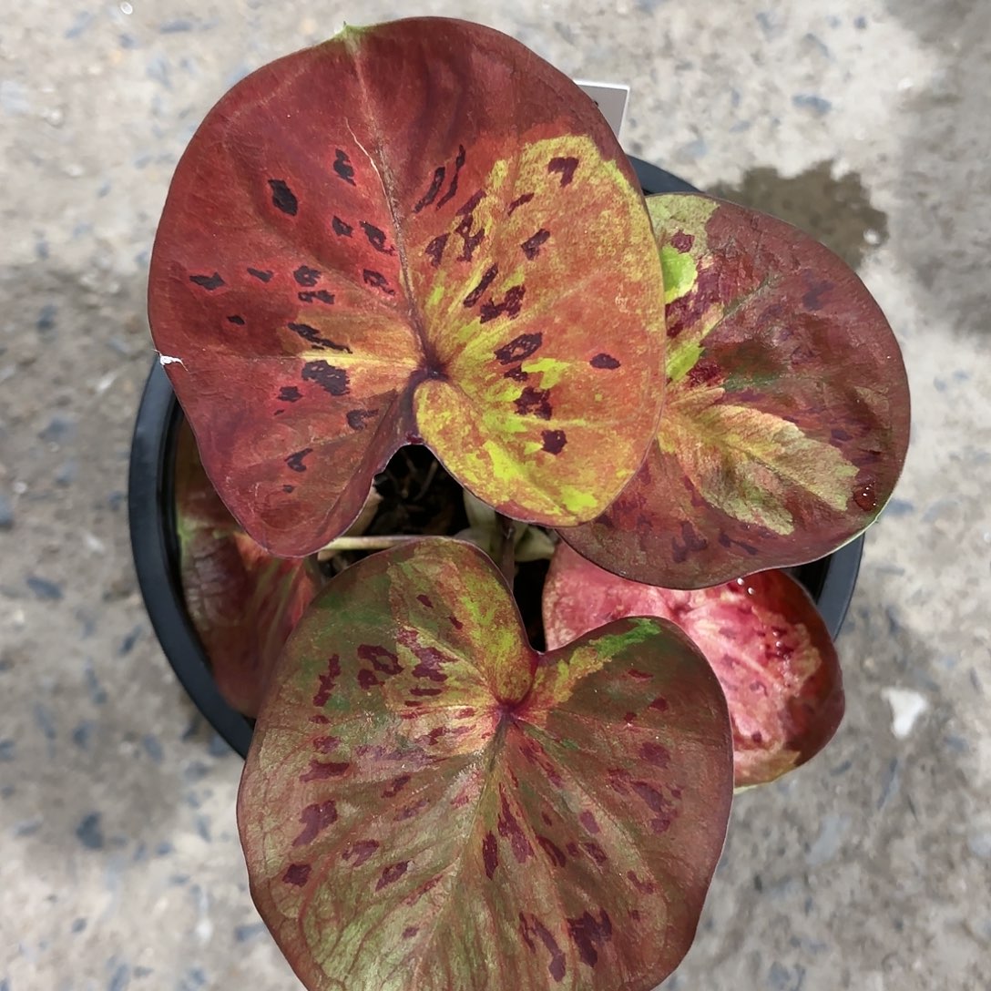 905-0119moonlight彩叶芋泰国发货