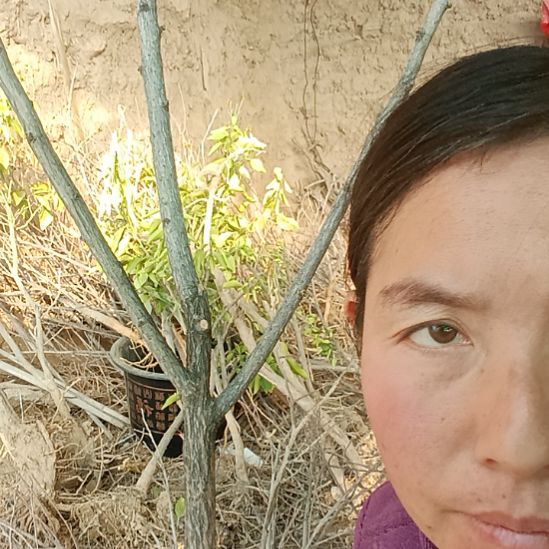 一***提完全开放文冠树一颗