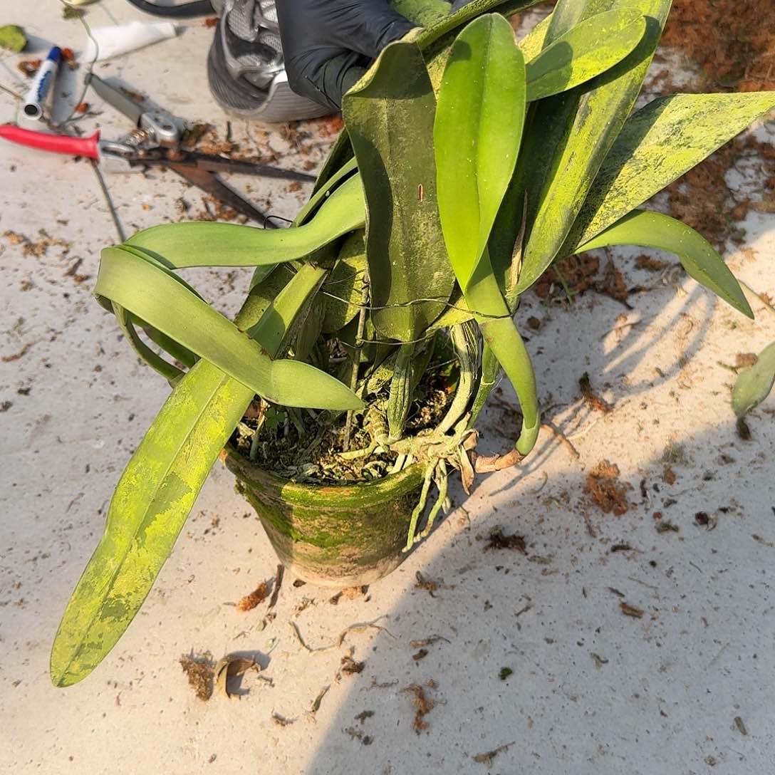 当前无花栽培后可以开花巧克力 叶瑕疵不售后