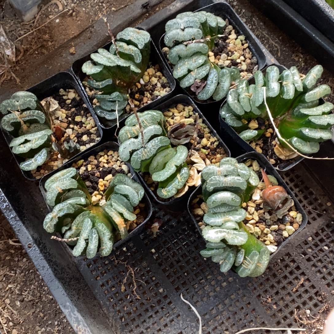 124 一颗周正大玉扇 新年整点福利