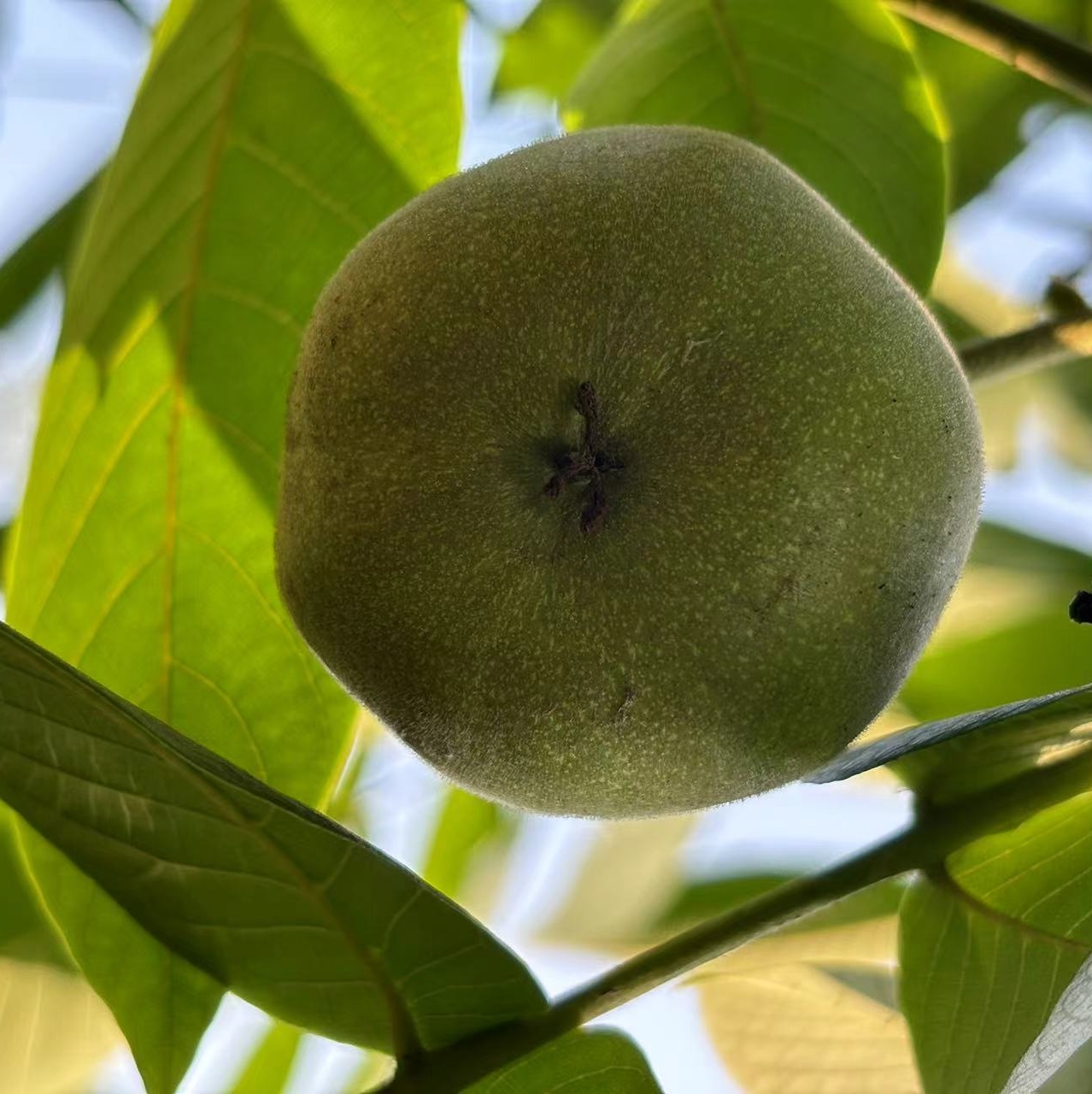 文玩核桃青皮现开 不退不换。随机发货。一对