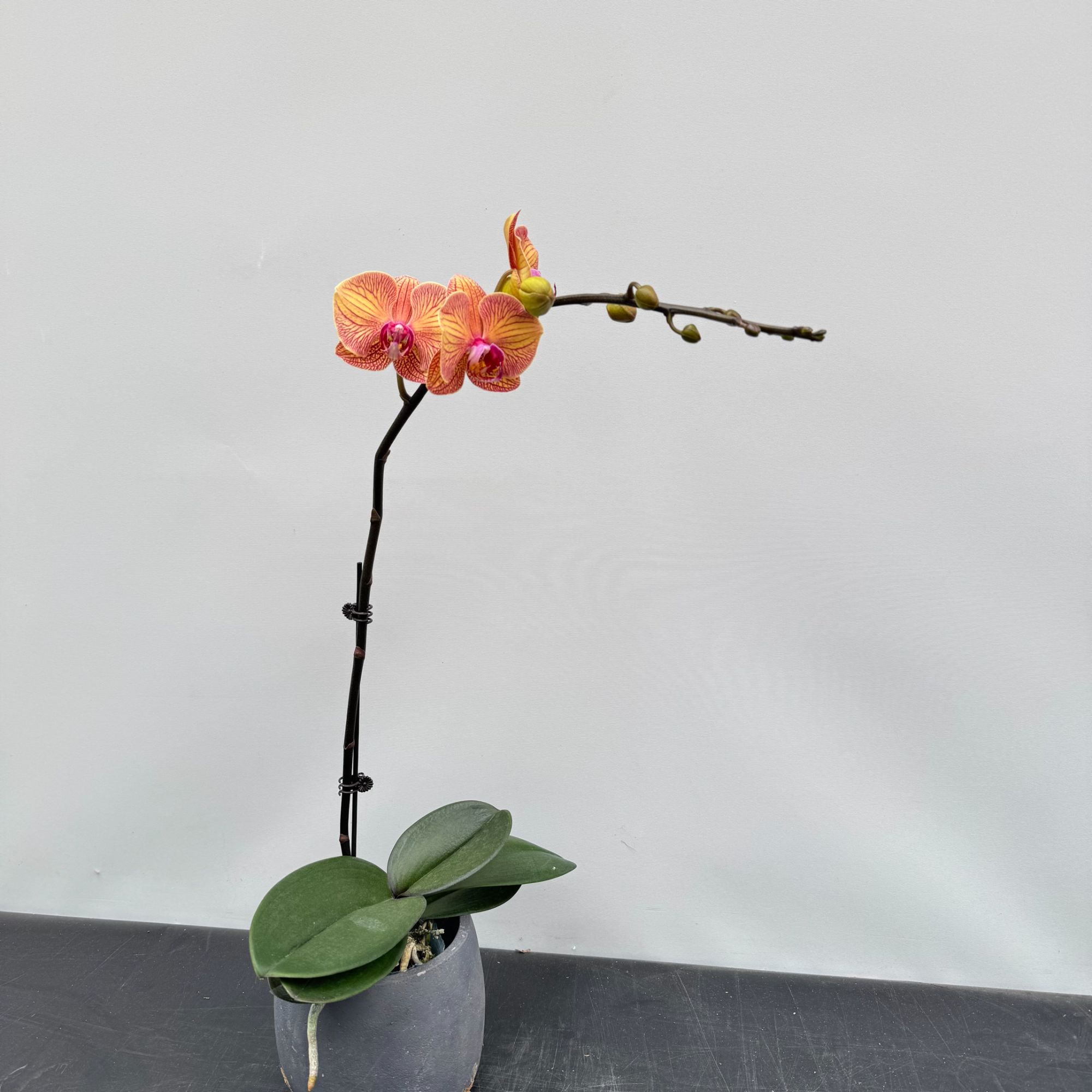 【黄金甲】 3.0寸 精品蝴蝶兰 开花带花苞 花卉基地直发