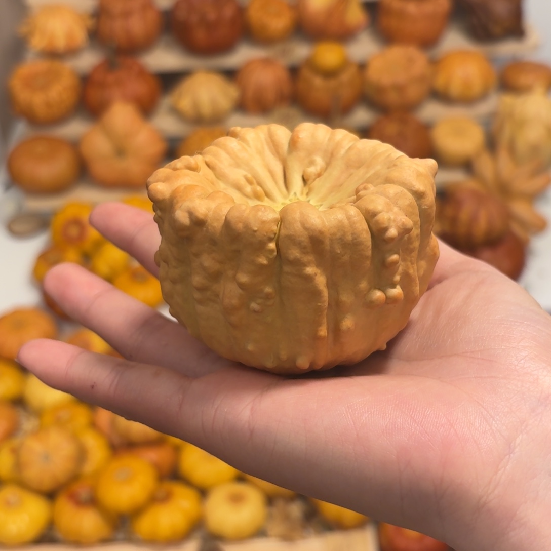 碗墨西哥葫芦干货（有小线）