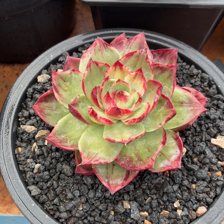 科***米多肉植物惊鸿仙子