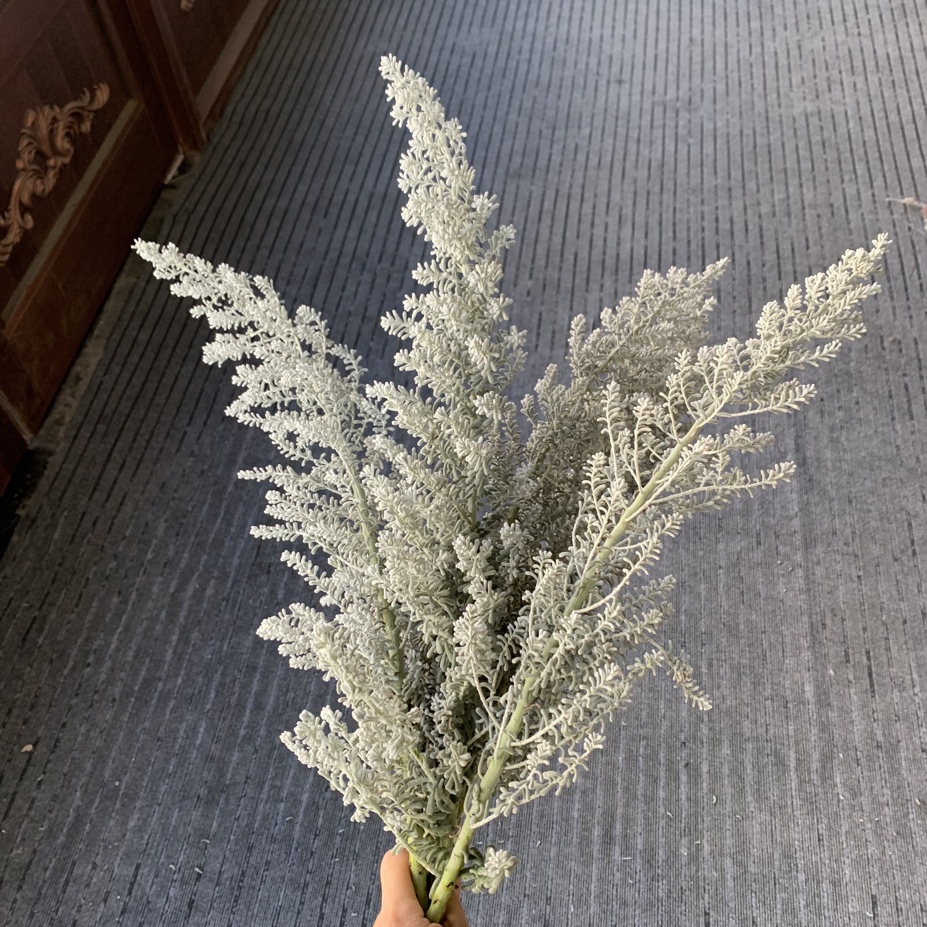 高端叶材地肤5支