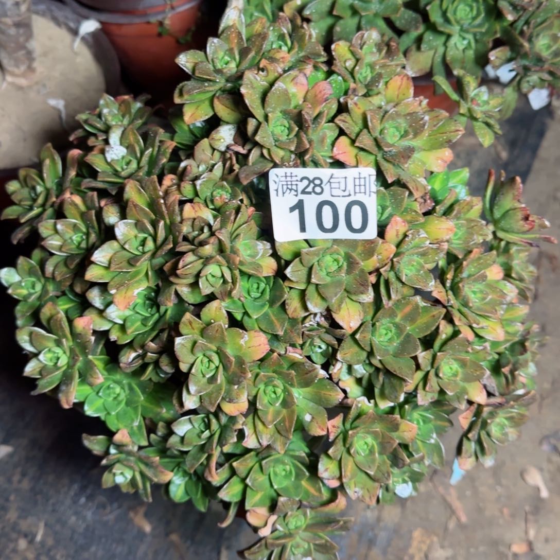花茶多肉100满28包邮断枝不包