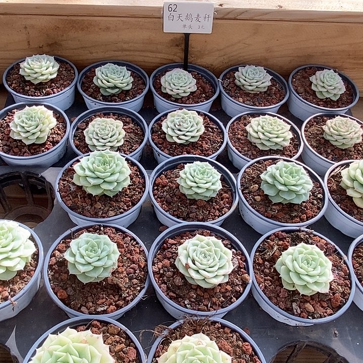 62白天鹅麦杆 福利多多