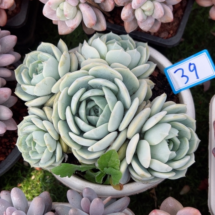 39劳林平平安安健健康康