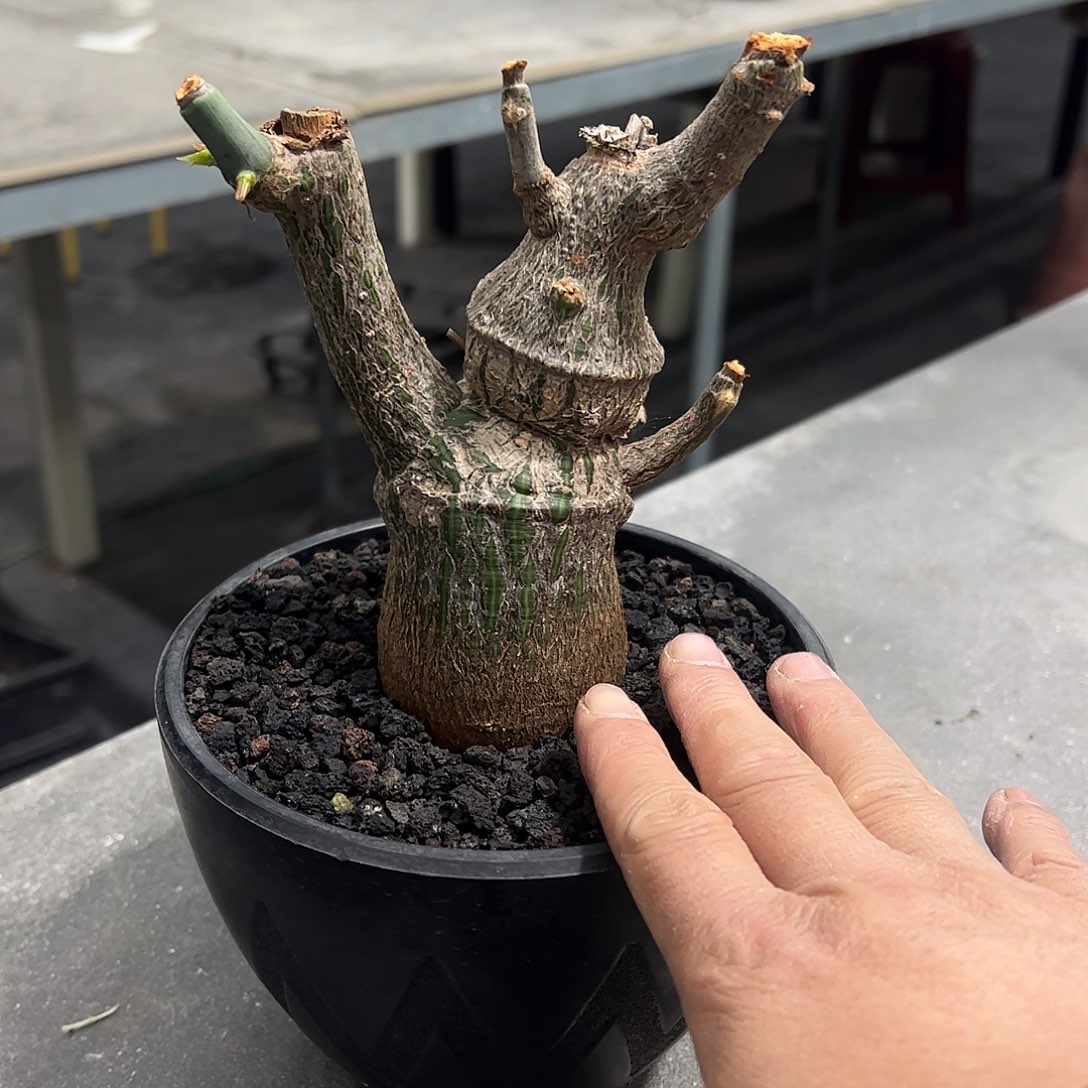 用***9龟甲木棉小换大补差价6666668888