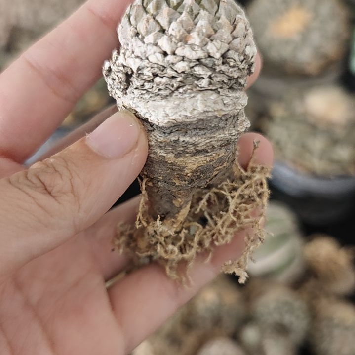 一物一拍，3.2cm！！！仙人球！