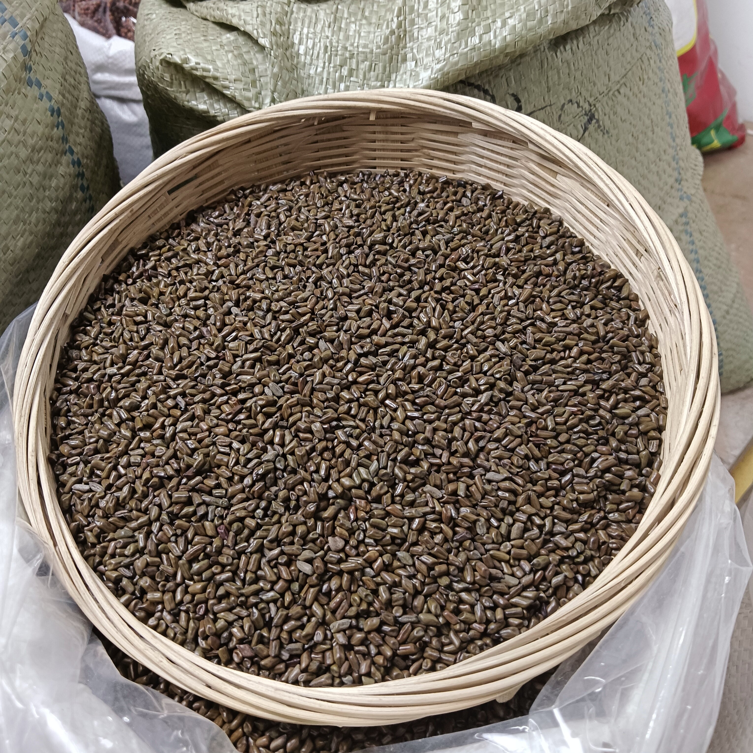 决明子 山东种植 没炒