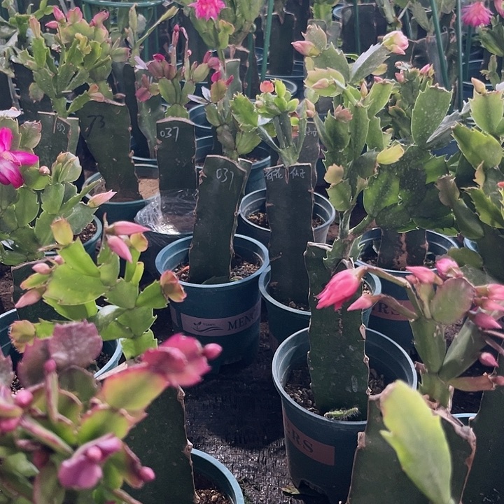 @***@026➕011脱盆发货，111