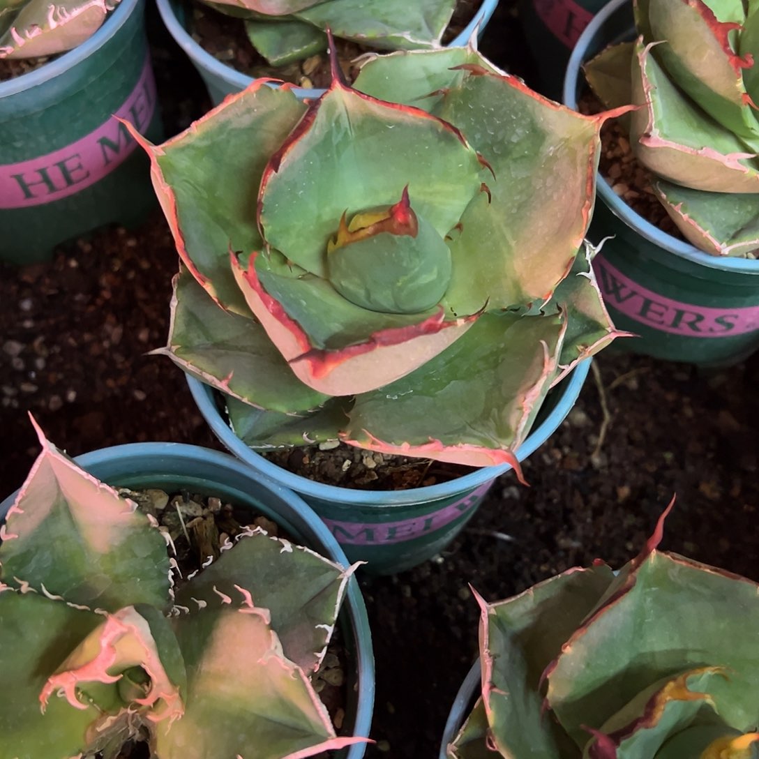 圣剑仁王冠龙舌兰植物