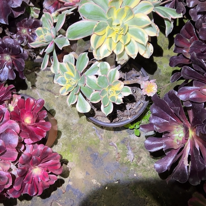 ꧁***꧂不包侧枝一物一拍173