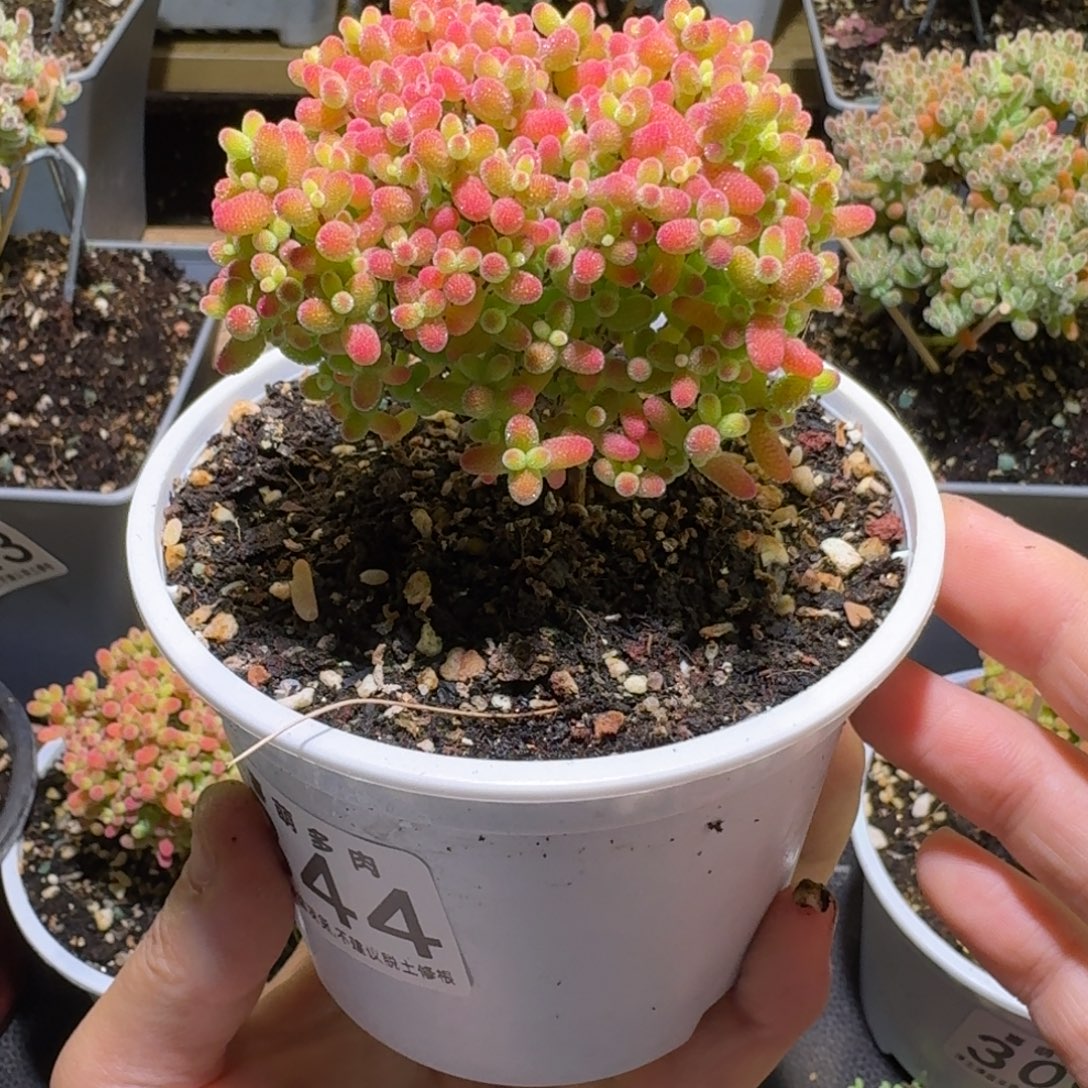 蜜橘糖球枝干番杏344