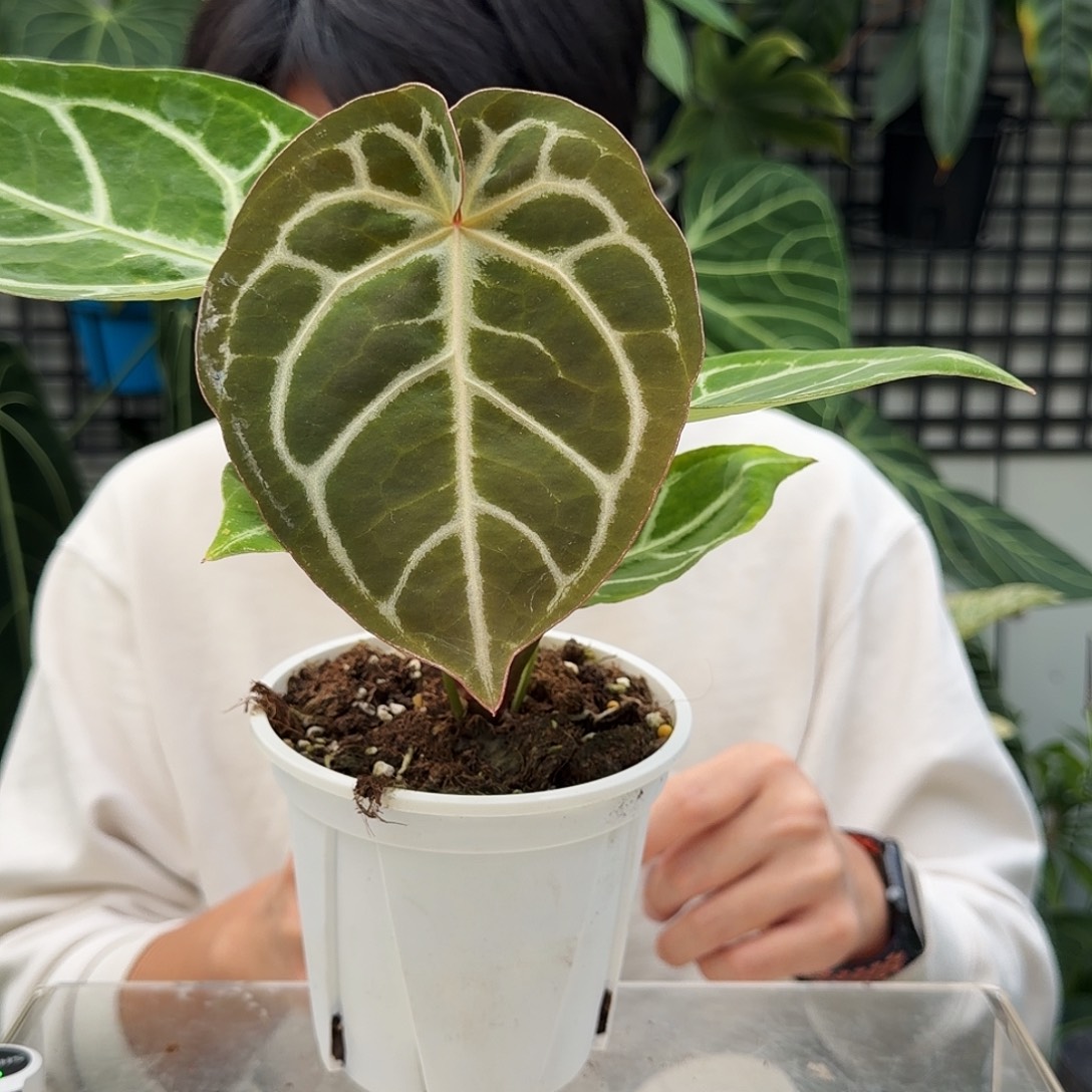 完全开放P15 红虎杂极致铜锣烧