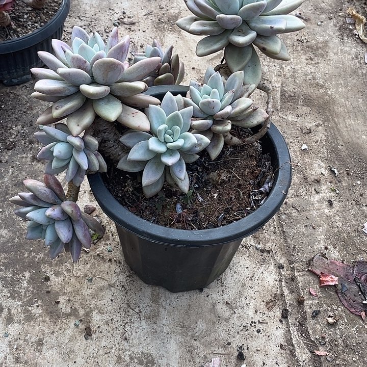 繁***梦无花朵多肉植物，一物一拍