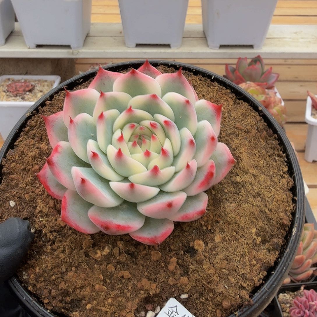1213-64吉娃娃锦单头