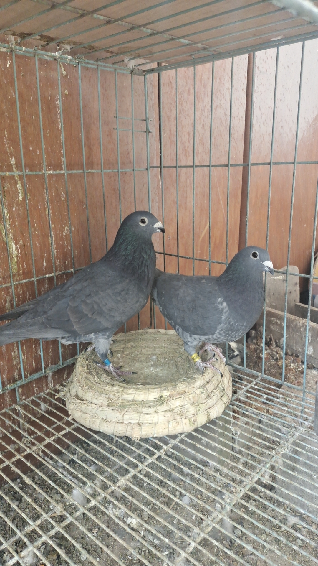 赛鸽运输筐 六只装   （包邮  一物一拍）