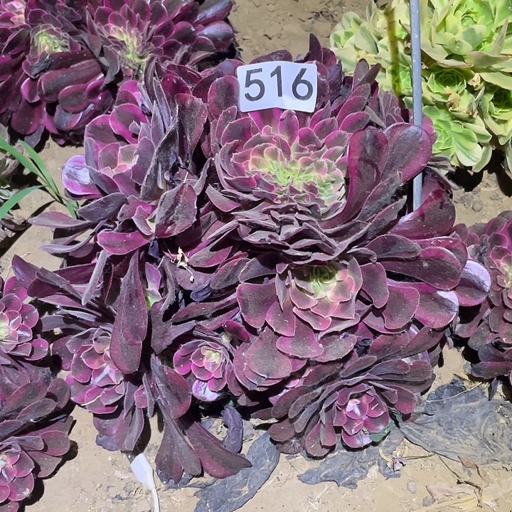 多肉植物法师516美杜莎主头缀