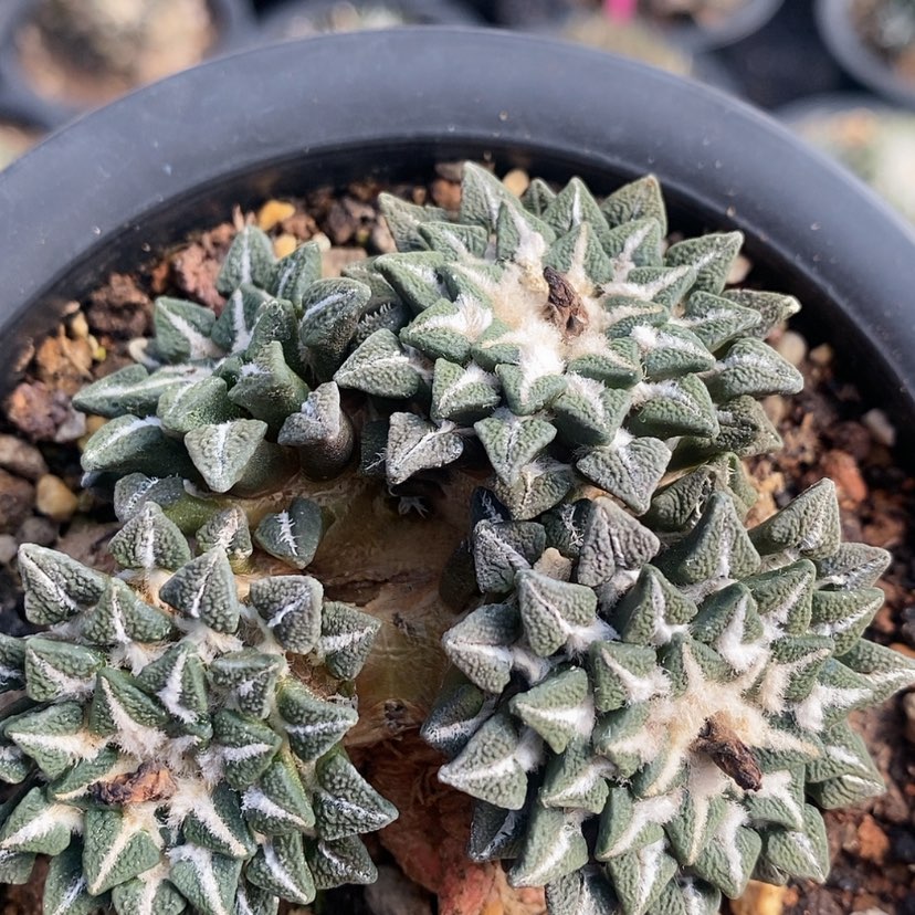 【闪购商品】自根群