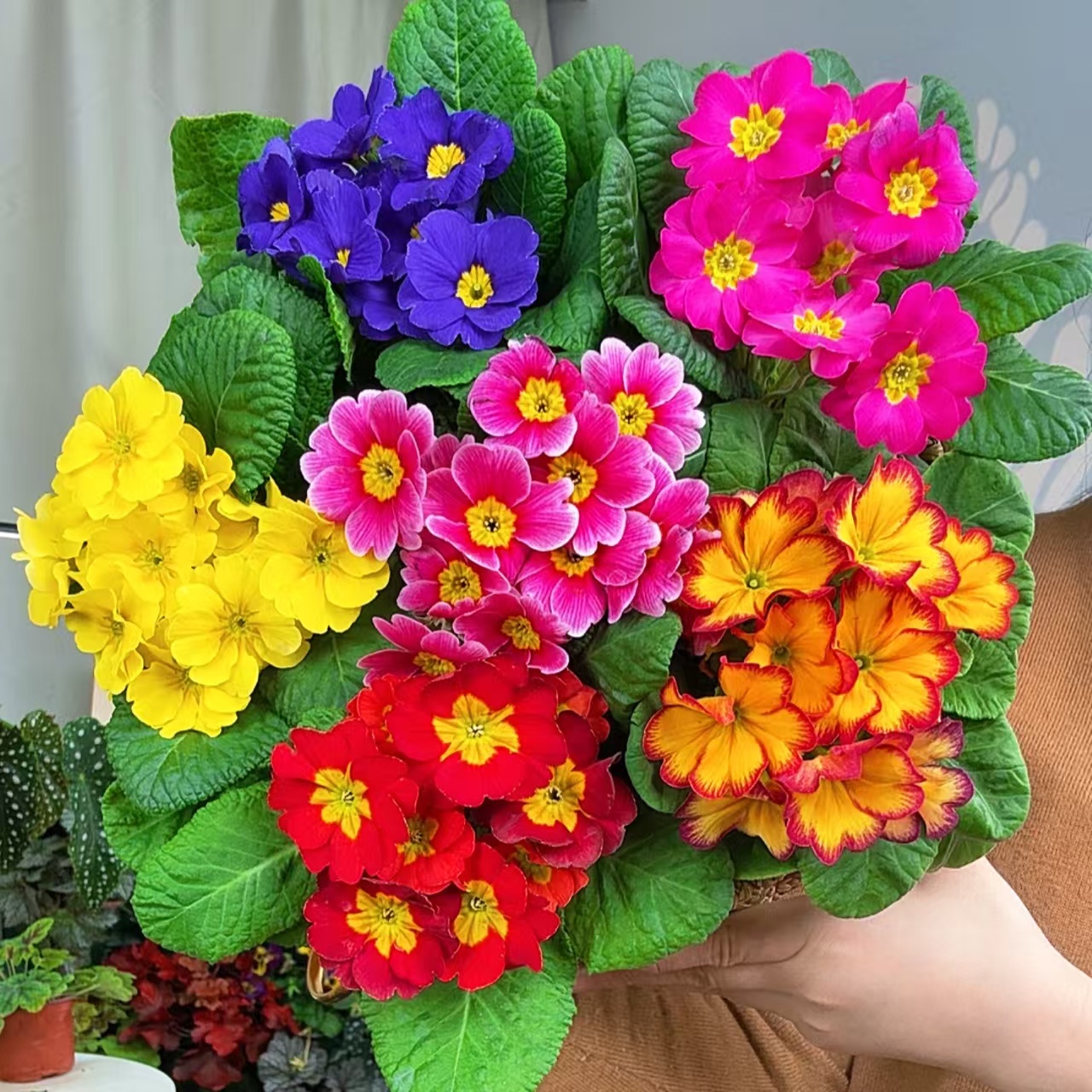 【六盆六色欧洲报春】耐寒耐热阳台适合南北方花卉绿植多年生年宵花